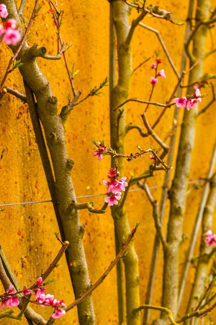 Foto vista de alto ângulo de flores rosa florescendo em árvores nuas
