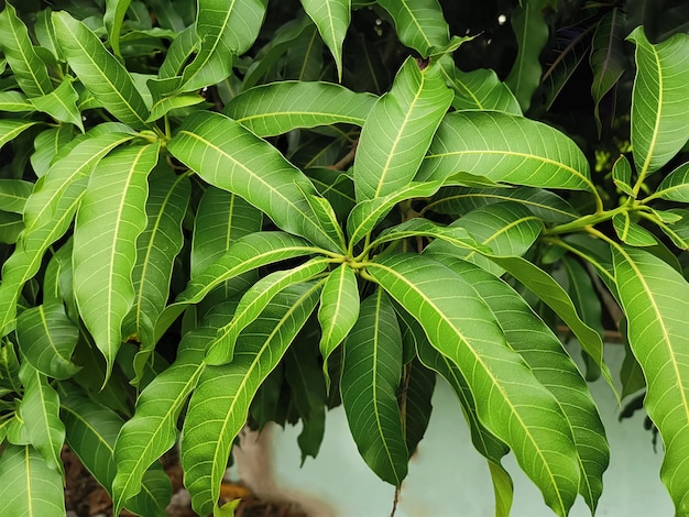 Foto vista de alto ângulo de folhas frescas de manga verde