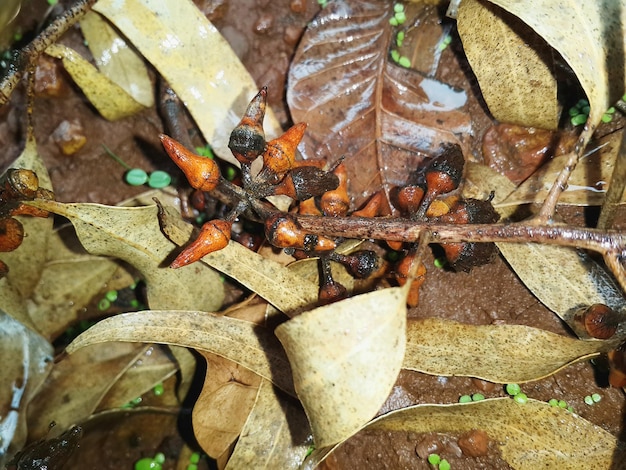 Foto vista de alto ângulo de frutas secas molhadas caídas no campo durante a monção