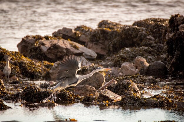 Foto vista de alto ângulo de gaivota voando sobre o mar