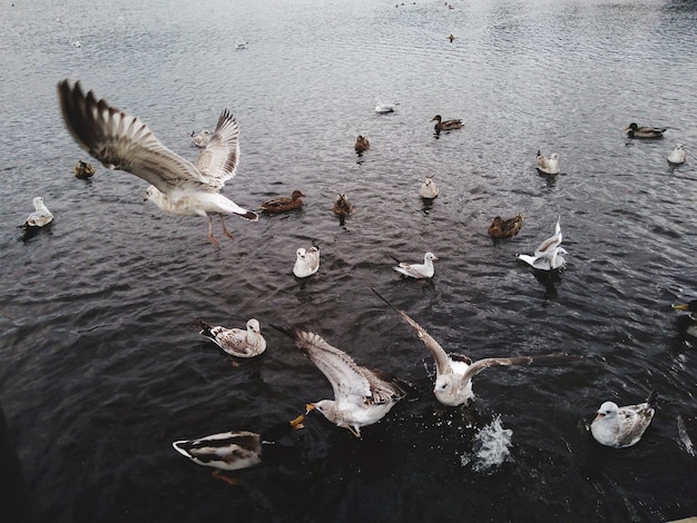 Foto vista de alto ângulo de gaivotas no lago