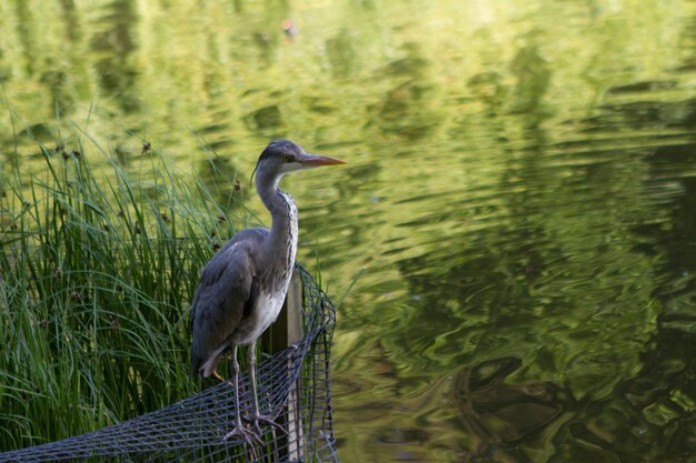 Foto vista de alto ângulo de garça cinzenta empoleirada no lago