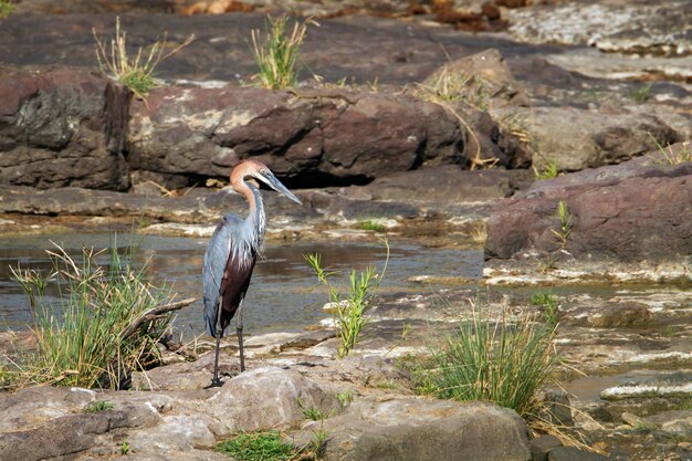 Foto vista de alto ângulo de garça empoleirada na rocha ao lado do lago