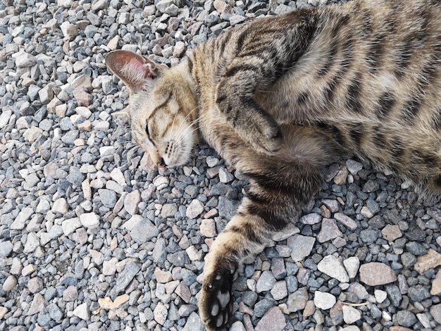 Foto vista de alto ângulo de gato em pedra