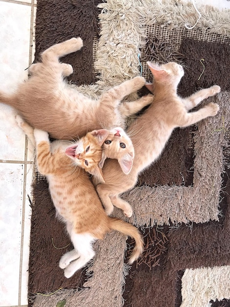 Foto vista de alto ângulo de gatos em repouso