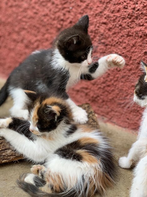 Foto vista de alto ângulo de gatos relaxando