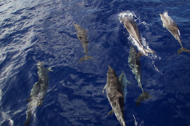 Foto vista de alto ângulo de golfinhos nadando no mar