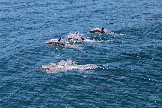 Vista de alto ângulo de golfinhos pulando no mar
