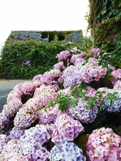 Foto vista de alto ângulo de hortênsia rosa florescendo contra uma casa abandonada