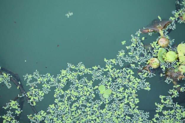 Vista de alto ângulo de insetos em plantas em um lago