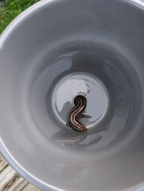 Foto vista de alto ângulo de lagarto em balde cinzento