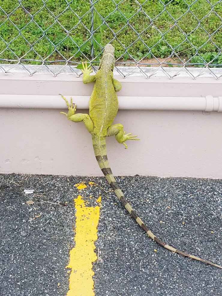 Foto vista de alto ângulo de lagarto na estrada