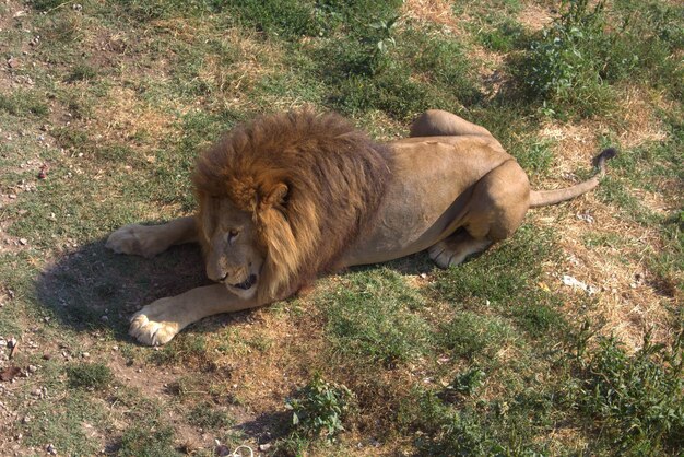 Foto vista de alto ângulo de leão relaxando em um campo gramado