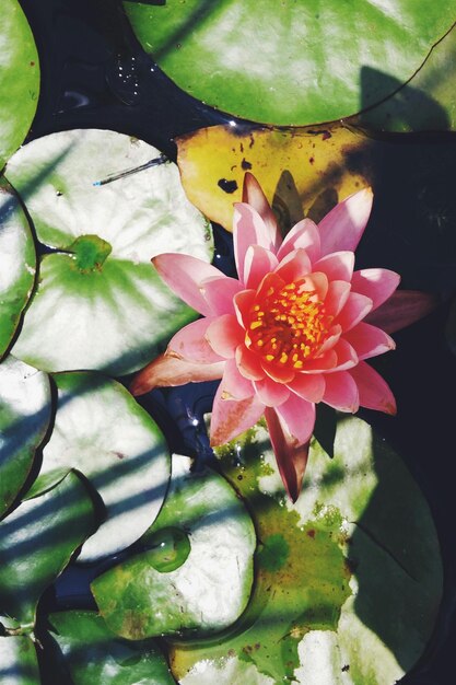 Foto vista de alto ângulo de lírio de água de lótus rosa florescendo na lagoa