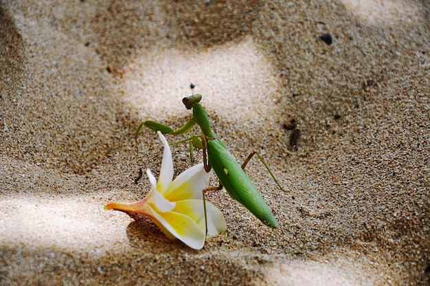 Vista de alto ângulo de mantis de oração na praia