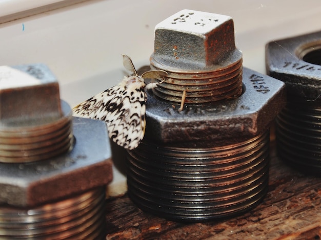 Foto vista de alto ângulo de mariposa em parafuso de porca