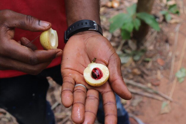 Foto vista de alto ângulo de mulher segurando frutas