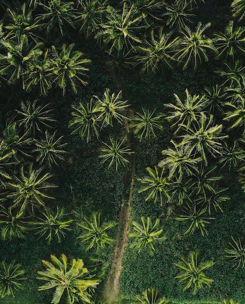 Vista de alto ângulo de palmeiras