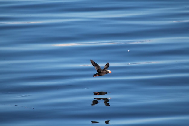 Foto vista de alto ângulo de papagaio voando sobre o lago