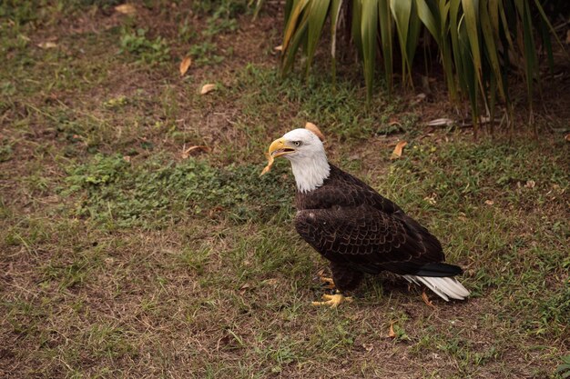 Foto vista de alto ângulo de pássaro no campo