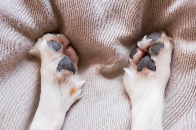 Vista de alto ângulo de patas de cão na cama em casa