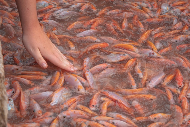 Vista de alto ângulo de peixes debaixo d'água