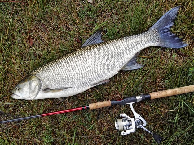 Foto vista de alto ângulo de peixes mortos por uma haste de pesca no campo