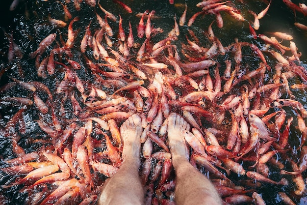 Vista de alto ângulo de peixes na lagoa