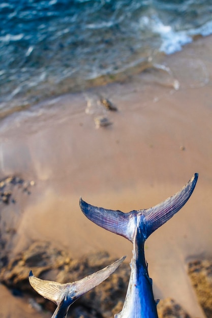 Foto vista de alto ângulo de peixes na praia