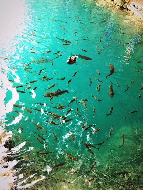 Foto vista de alto ângulo de peixes nadando na lagoa