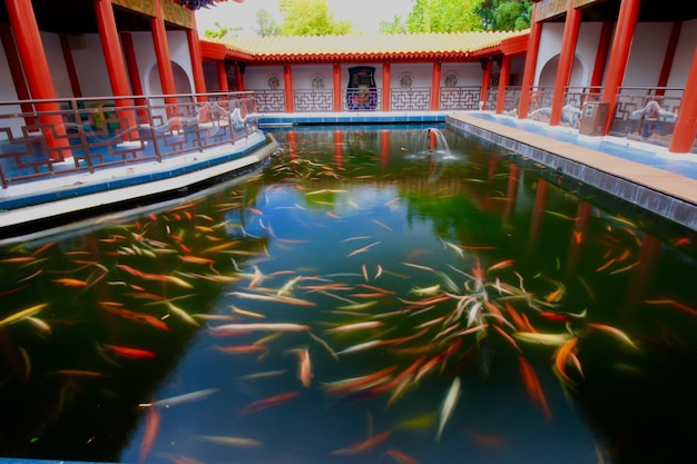 Foto vista de alto ângulo de peixes nadando na lagoa