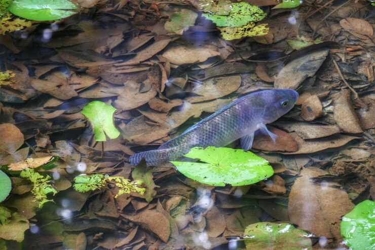 Foto vista de alto ângulo de peixes nadando no lago