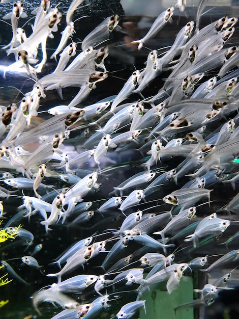 Foto vista de alto ângulo de peixes nadando no mar