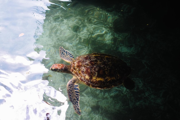 Foto vista de alto ângulo de peixes nadando no mar