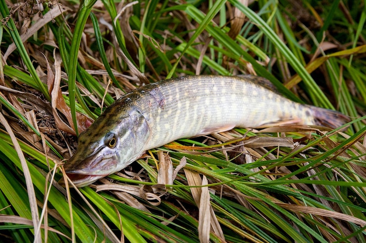 Foto vista de alto ângulo de peixes no campo