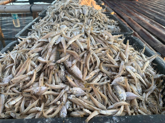 Foto vista de alto ângulo de peixes para venda no mercado