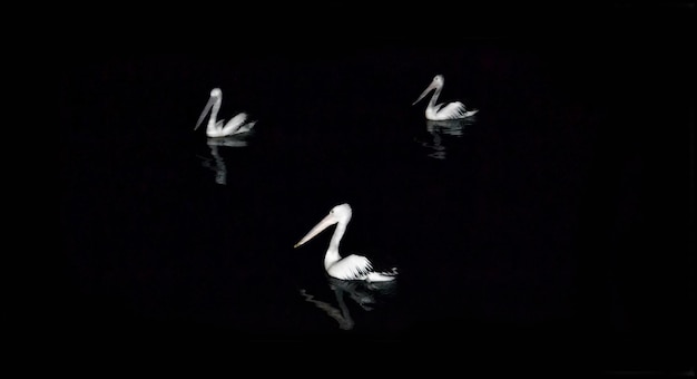 Foto vista de alto ângulo de pelicanos nadando no lago à noite