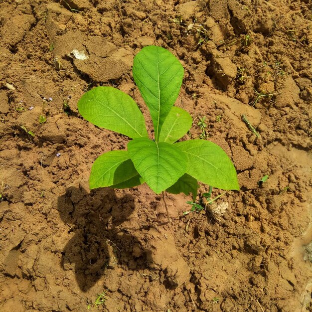 Foto vista de alto ângulo de pequena planta na areia