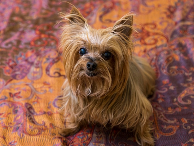 Foto vista de alto ângulo de pequeno yorkshire terrier sentado em paisley lançar olhando para cima olhando atentamente