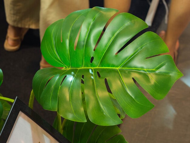 Foto vista de alto ângulo de pessoas de pé junto a plantas