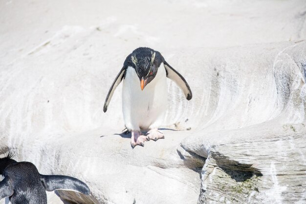 Foto vista de alto ângulo de pinguim em rocha