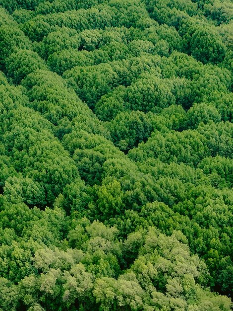 Foto vista de alto ângulo de pinheiro na floresta