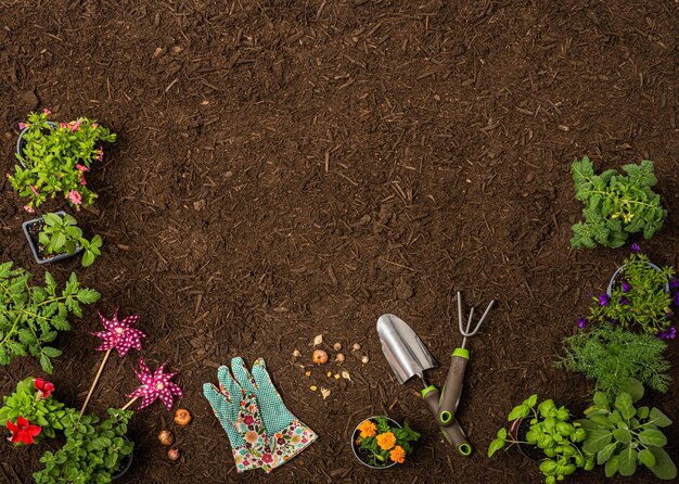 Foto vista de alto ângulo de planta com flores na lama