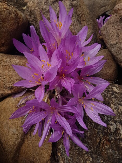 Foto vista de alto ângulo de planta com flores roxas