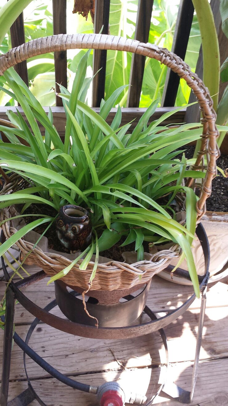Foto vista de alto ângulo de planta de aranha em cesta