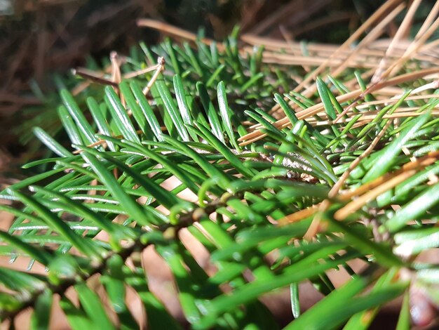 Foto vista de alto ângulo de planta verde fresca