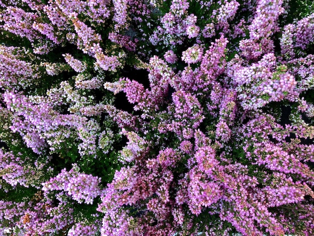 Foto vista de alto ângulo de plantas com flores cor-de-rosa