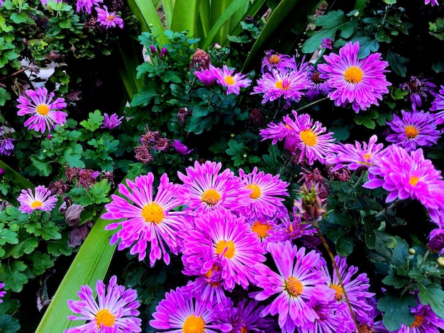 Vista de alto ângulo de plantas com flores cor-de-rosa