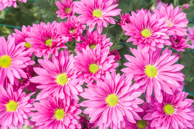 Foto vista de alto ângulo de plantas com flores cor-de-rosa