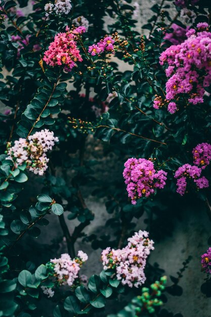 Vista de alto ângulo de plantas com flores rosa no parque